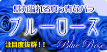 ブルーローズ/青バラ